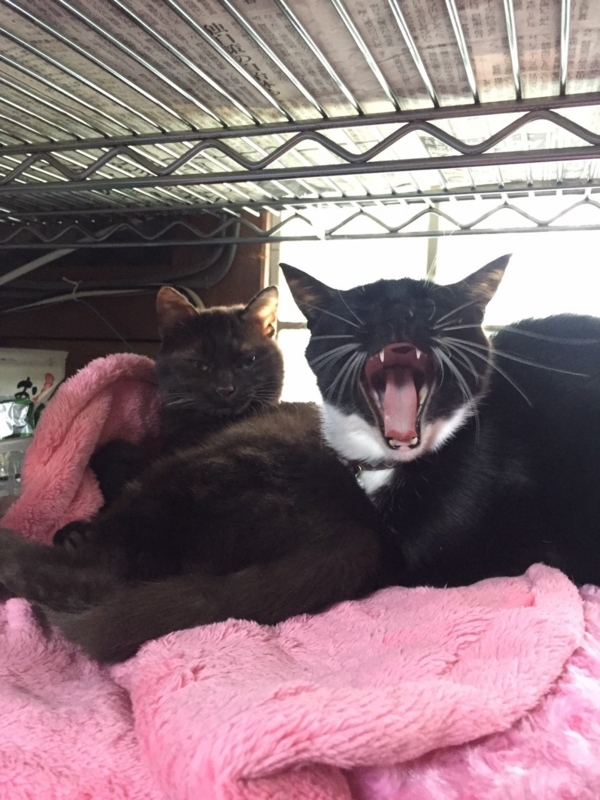 f:id:gosaku13:20151207220551j:image