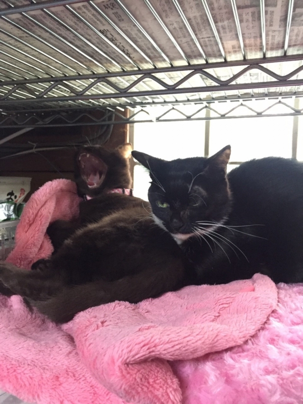 f:id:gosaku13:20151207220554j:image