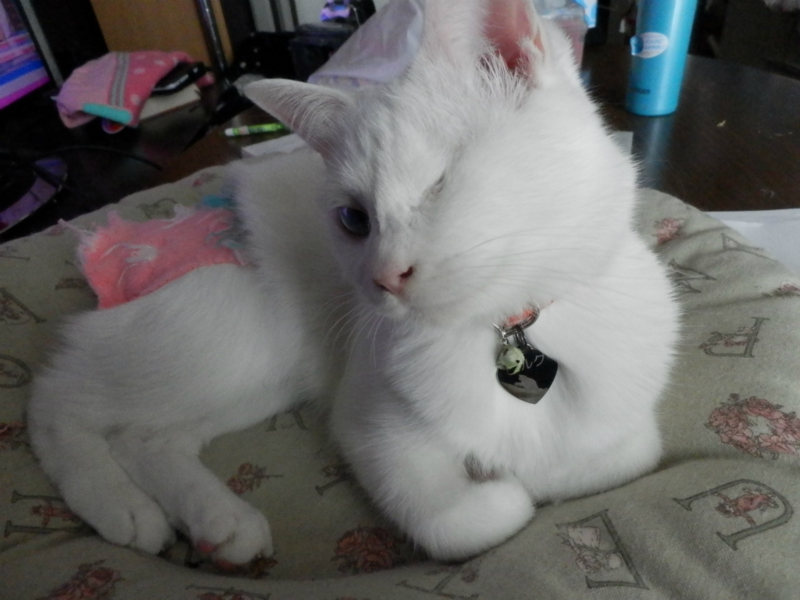 f:id:gosaku13:20151209092124j:image