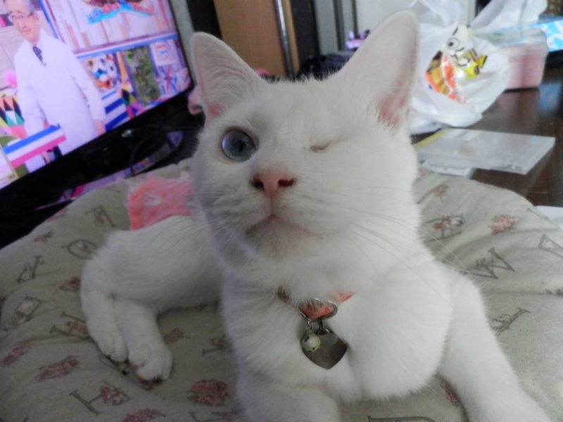 f:id:gosaku13:20151209092126j:image