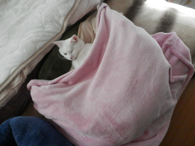 f:id:gosaku13:20151213201032j:image