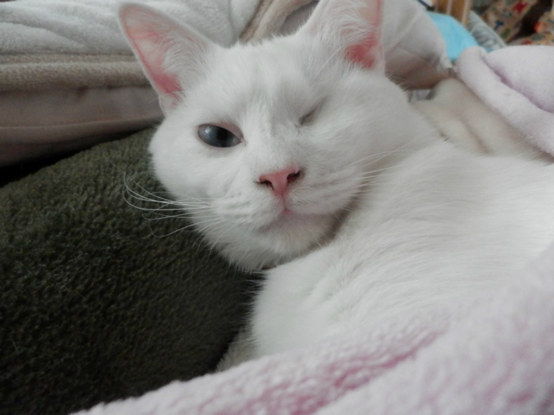 f:id:gosaku13:20151213201212j:image