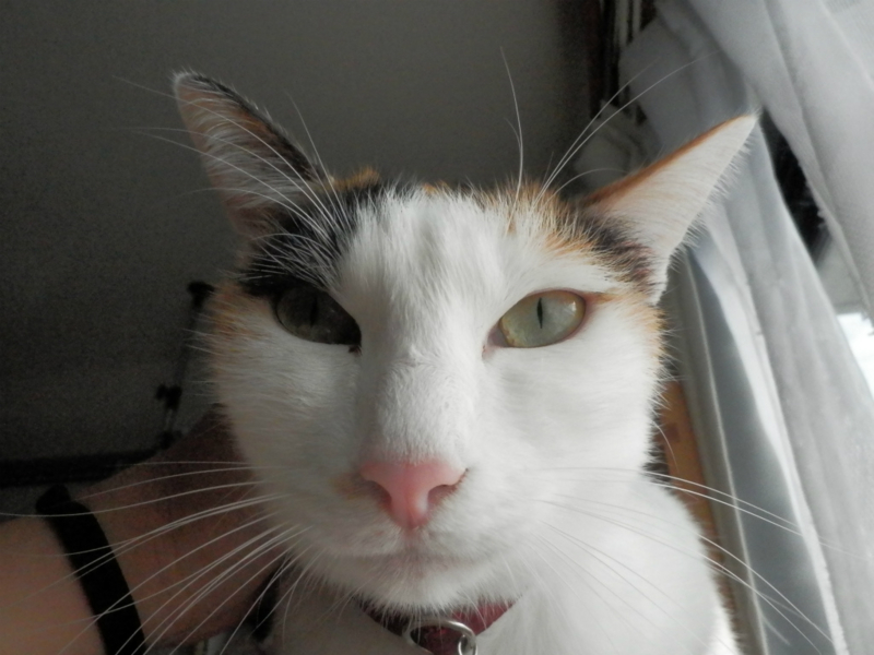 f:id:gosaku13:20151214213840j:image