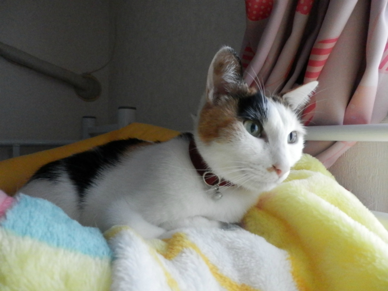 f:id:gosaku13:20151215192153j:image