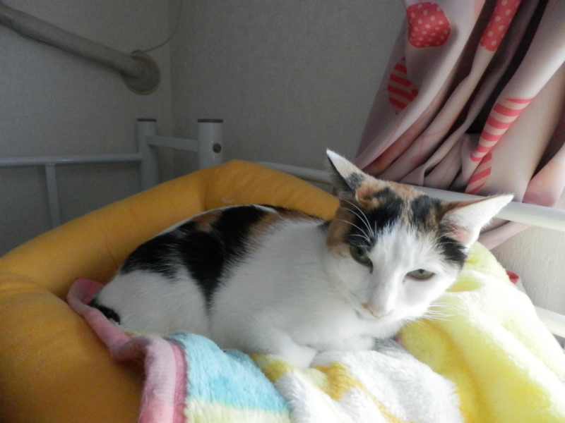 f:id:gosaku13:20151215192155j:image