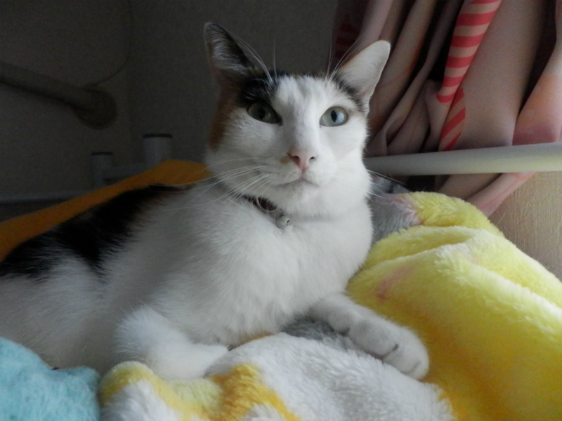 f:id:gosaku13:20151215192159j:image