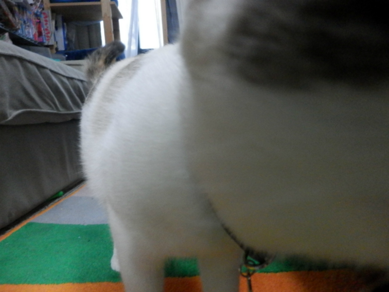 f:id:gosaku13:20151216090540j:image