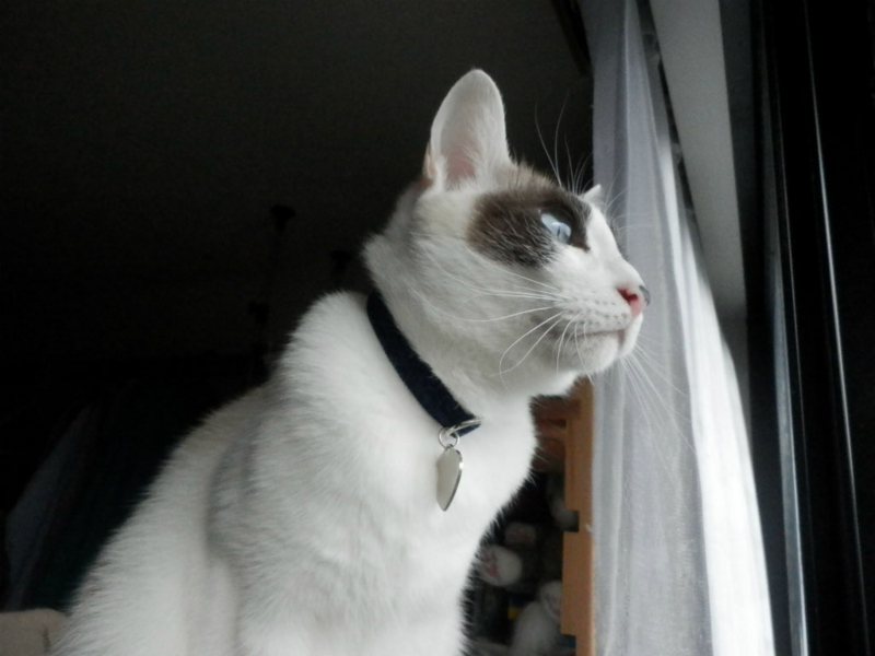 f:id:gosaku13:20151218090254j:image