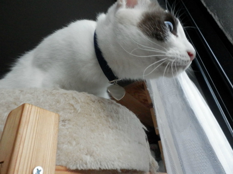 f:id:gosaku13:20151218090351j:image