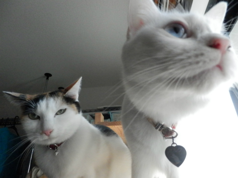 f:id:gosaku13:20151218090638j:image