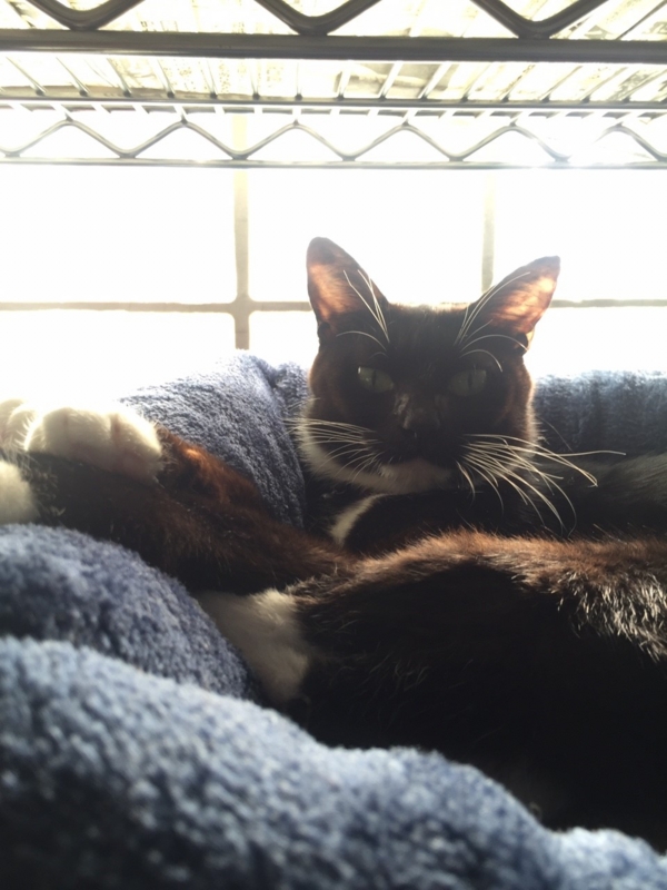 f:id:gosaku13:20151220132405j:image