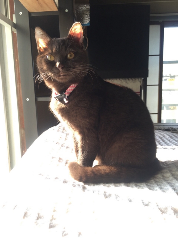 f:id:gosaku13:20151220132413j:image