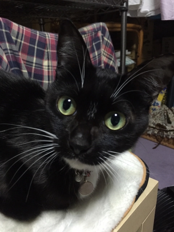 f:id:gosaku13:20151220132451j:image