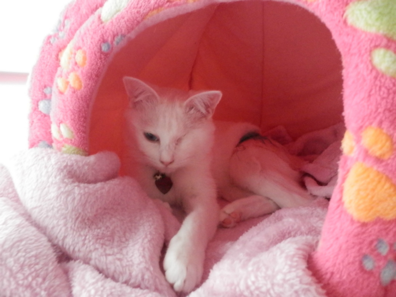 f:id:gosaku13:20151221205923j:image