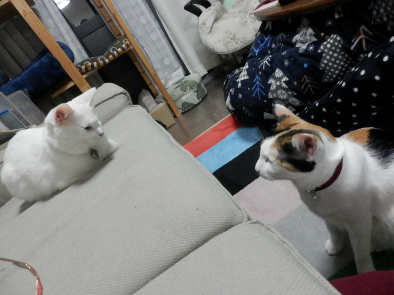 f:id:gosaku13:20151221205925j:image