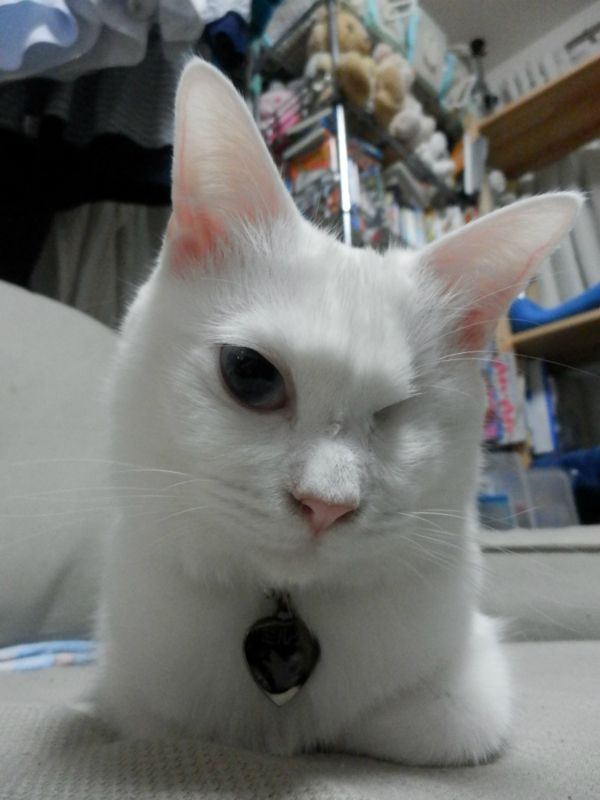 f:id:gosaku13:20151222211520j:image