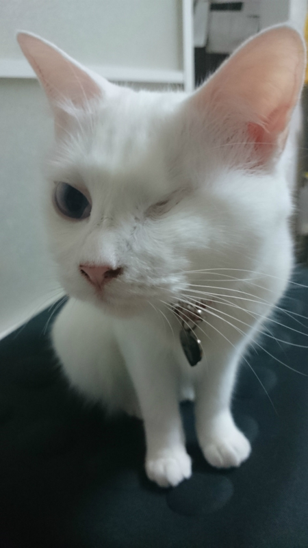 f:id:gosaku13:20151225090615j:image