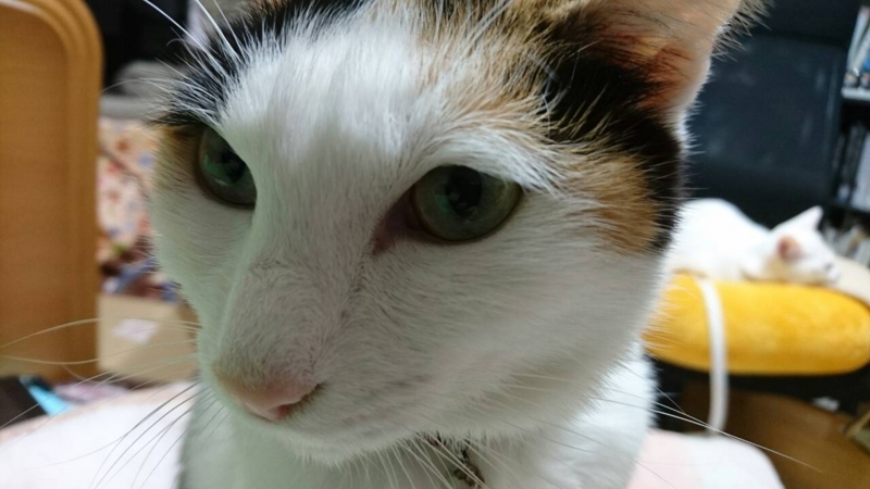 f:id:gosaku13:20151230071309j:image