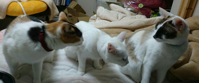 f:id:gosaku13:20151230071916j:image