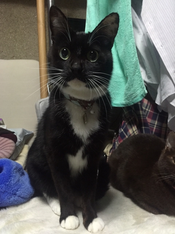 f:id:gosaku13:20151230171010j:image