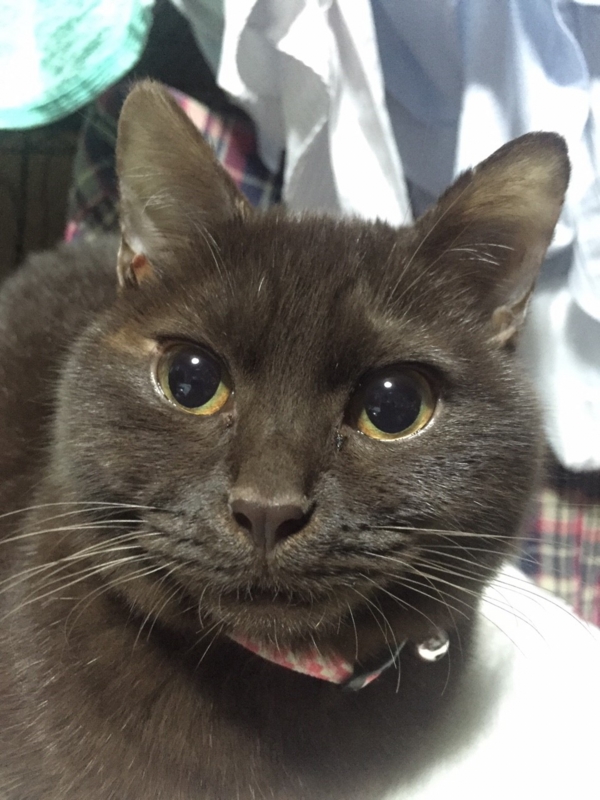 f:id:gosaku13:20151230171211j:image