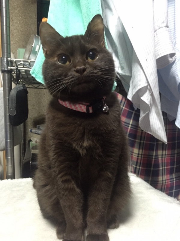 f:id:gosaku13:20151230171215j:image