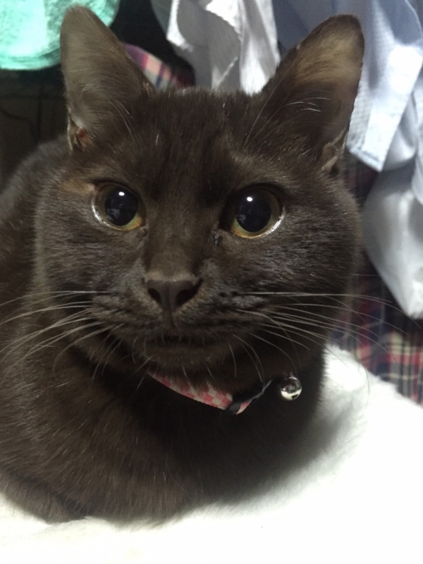 f:id:gosaku13:20151230171217j:image