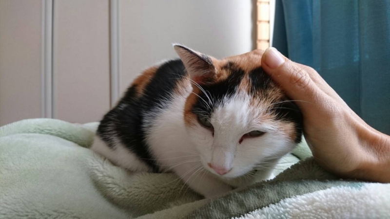 f:id:gosaku13:20151231082007j:image