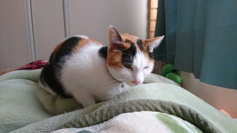 f:id:gosaku13:20151231082008j:image