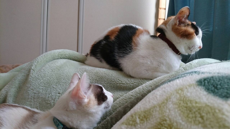 f:id:gosaku13:20151231082330j:image