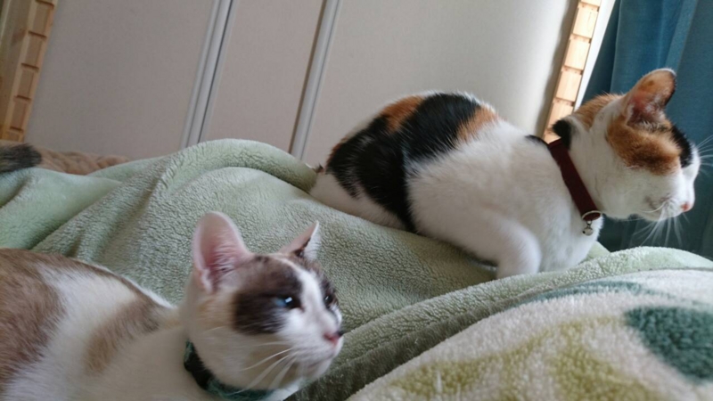 f:id:gosaku13:20151231082332j:image