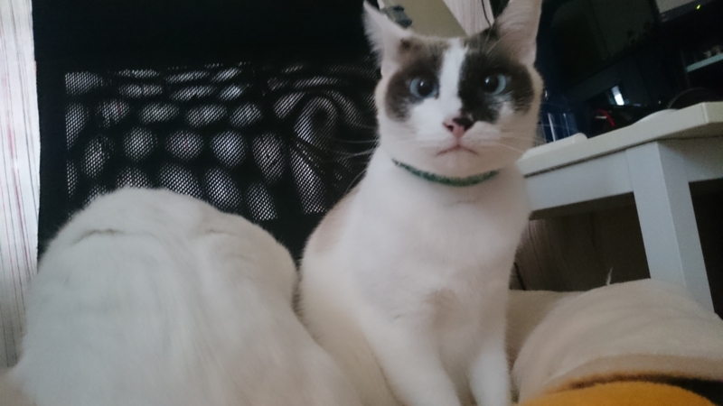 f:id:gosaku13:20160102142950j:image