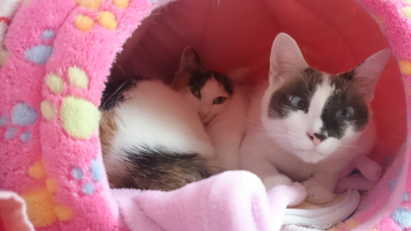 f:id:gosaku13:20160102143001j:image