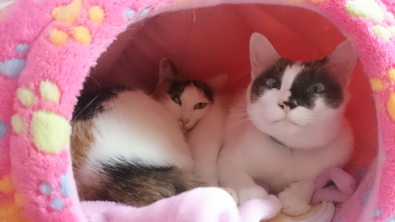 f:id:gosaku13:20160102143012j:image