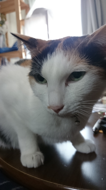 f:id:gosaku13:20160104160138j:image