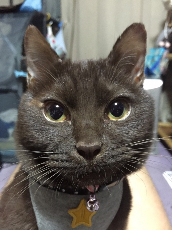 f:id:gosaku13:20160109121558j:image