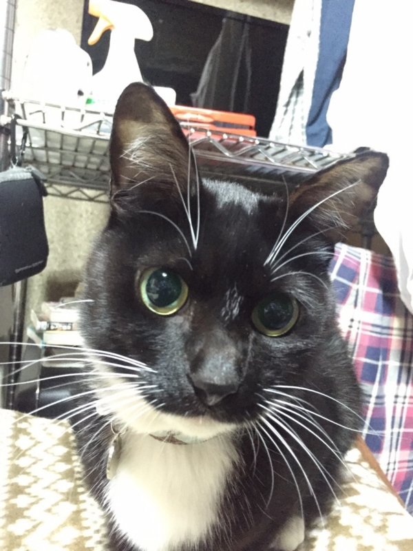 f:id:gosaku13:20160109121615j:image