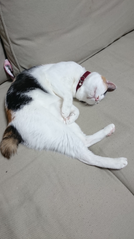 f:id:gosaku13:20160111110354j:image