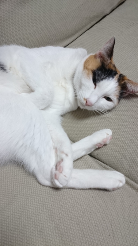 f:id:gosaku13:20160111110428j:image