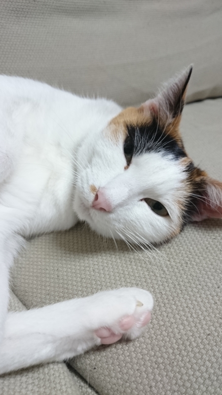 f:id:gosaku13:20160111110441j:image