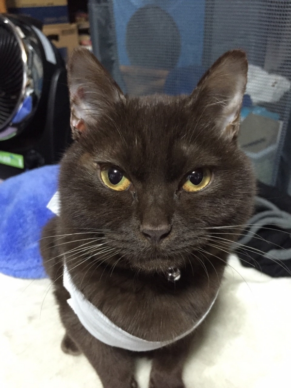 f:id:gosaku13:20160114121134j:image