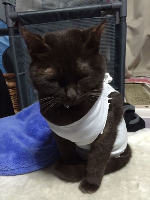 f:id:gosaku13:20160114121139j:image