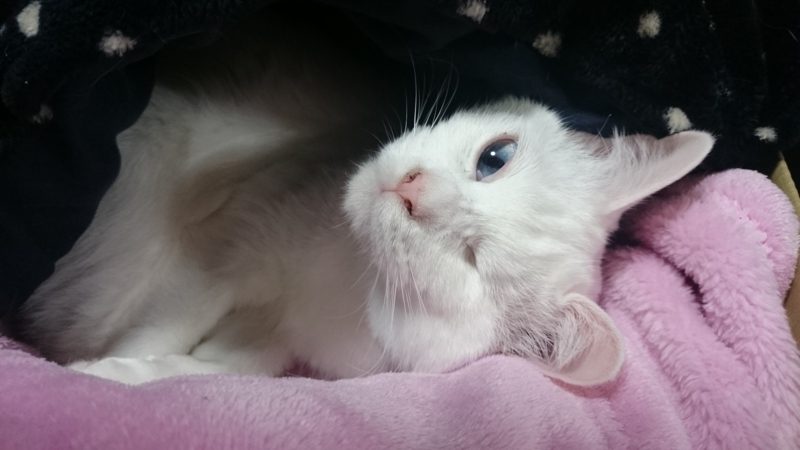 f:id:gosaku13:20160119083404j:image