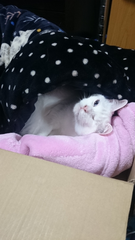 f:id:gosaku13:20160119083417j:image