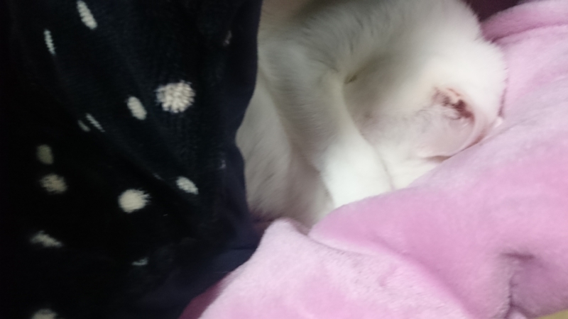 f:id:gosaku13:20160119083428j:image