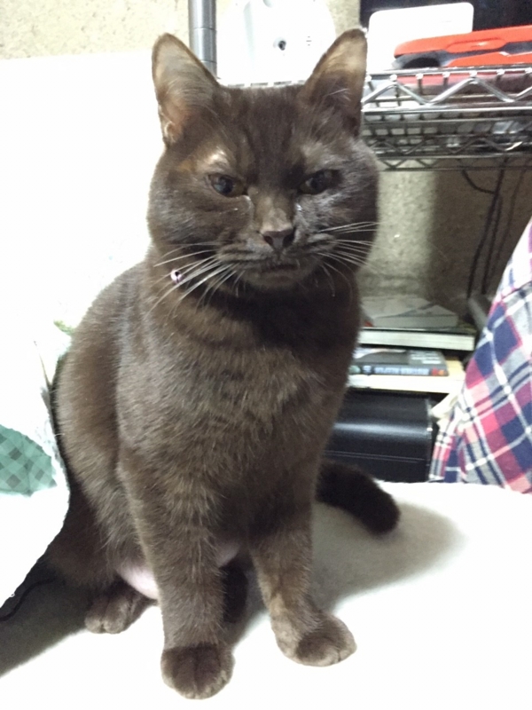 f:id:gosaku13:20160124161508j:image