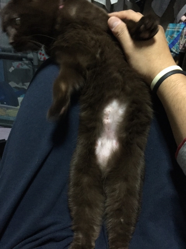 f:id:gosaku13:20160124161513j:image