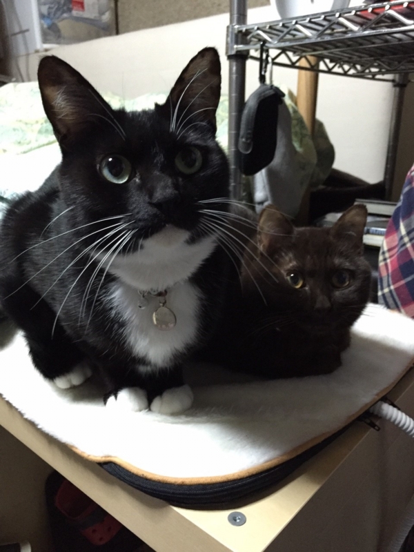 f:id:gosaku13:20160124161516j:image