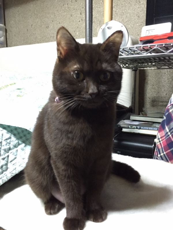 f:id:gosaku13:20160124161520j:image