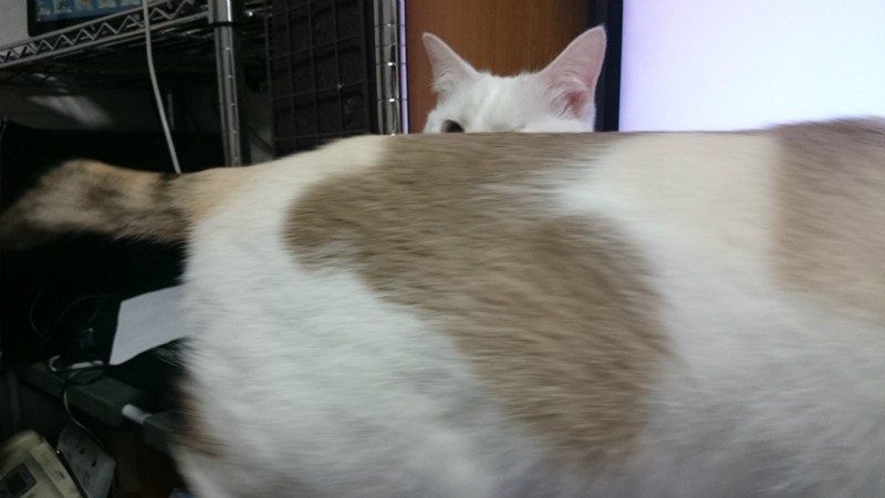 f:id:gosaku13:20160125215305j:image